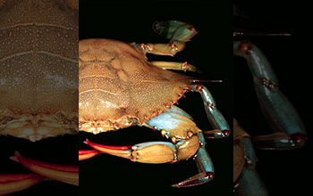 A blue crab (<em>Callinectes sapidus</em>) two hours after molting