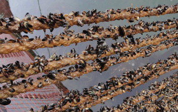 Blue mussels growing on  ropes