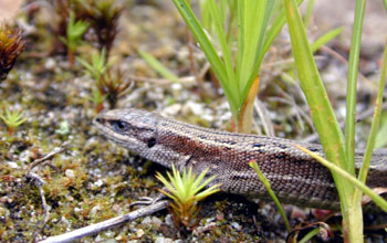 Alligator lizard from Southern Sakhalin Island, Russia