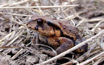 Toad from Southern Sakhalin Island, Russia