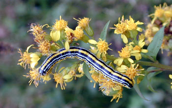 Unidentified caterpillar from Southern Sakhalin Island, Russia