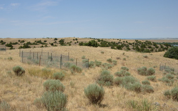 Nutrient Network fencingin a field at the Cedar Point Biological Station in Oglalla, Nebraska.