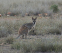 A kangaroo in grasslands in Queensland, Australia