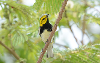 Black-throated green warblers migrate south to Mexico, Central America, West Indies and Florida.