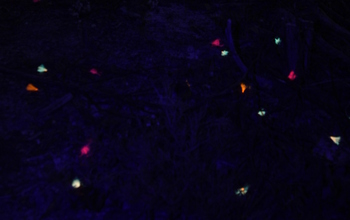 Glow-in-the-dark seeds on the ground in a forest