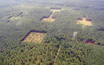 Aerial view of a conservation corridor experiment with four patches of habitat in a pine forest.