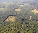 Aerial view of a conservation corridor experiment with four patches of habitat in a pine forest.