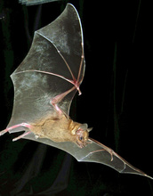 Jamaican fruit bat in flight: this bat species can smell the volatile compounds in fruit.
