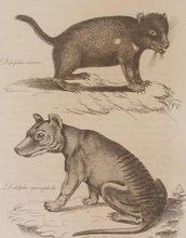 Illustration showing aTasmanian devil and the now extinct thylacine