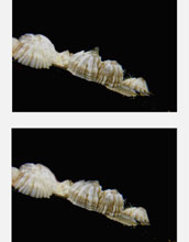 A balanus barnacle with legs out (top), filter feeding on plankton