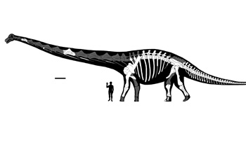 reconstructed skeleton and silhouette