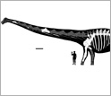 reconstructed skeleton and silhouette