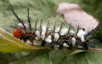 Caterpillar parasitized by an unknown wasp; white splotches are the silk cocoons of wasp larvae.