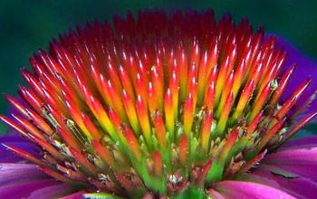 A closeup of Echinacea flower's spiny central disk