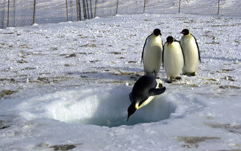 Emperor penguins prepare to dive