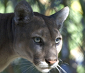 EEID awardees will study landscape structure and diseases in species like Florida panthers.