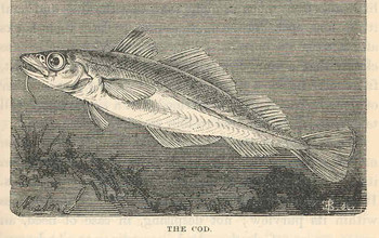 1876 illustration fo atlantic cod
