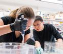 MIT graduate student Silvana Konermann and Feng Zhang in his lab