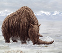 illustrtaion shwoing the ancestral woolly rhino in the Zanda Basin