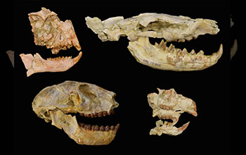 Fossils from Egypt from key groups in Eocene-Oligocene extinction