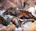 frozen wood frog on snow