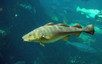 Atlantic cod in water