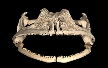 CT scan of the skull of a Gastrotheca guentheri frog