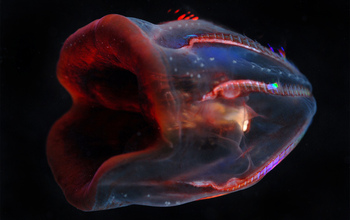 Deep-sea ctenophore