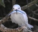 Photo of bird with fish in its beak