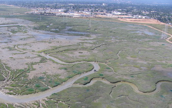 Helicopter view of ongoing eradication program at Cooley Landing along San Francisco Bay.