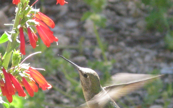 Beardtongue plant and a humingbird