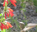 Beardtongue plant and a humingbird