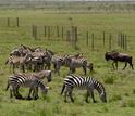 Zebras and wildebeest graze near experimental enclosures in Tanzania, East Africa.