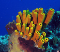 Photo of different species of sponges on a coral reef in the Bahamas.