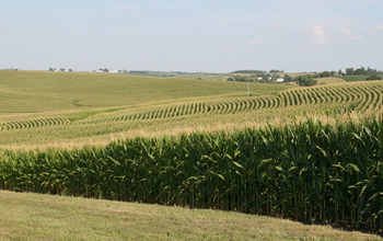 Corn fields in Iowa: Site of NSF's Intensively Managed Landscapes Critical Zone Observatory (CZO).