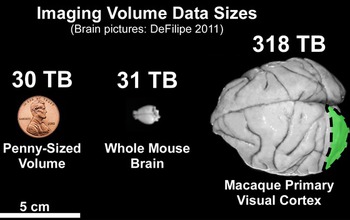 mouse brain next to a penny  and a macaque brain comparing volume data sizes