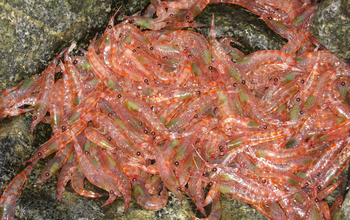 A handful of Antarctic krill Antarctic krill (<em>Euphausia superba</em>)