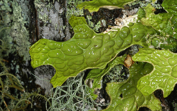 lichen on wood