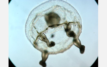 Hydrozoa species (<em>Cnidaria</em>) medusa, or jellyfish