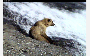 Blonde grizzly bear takes a break from fishing at the falls in McNeil River Game Sanctuary, Alaska