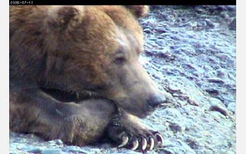 Grizzly bear at McNeil River Game Sanctuary in Alaska.