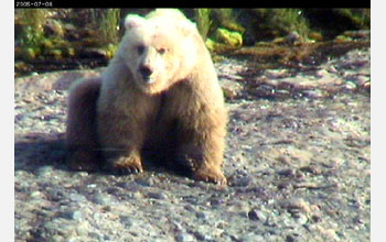 A blonde grizzly bear at McNeil River Game Sanctuary in Alaska.