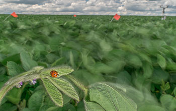 Asian lady beetle on soybean plant in windy field