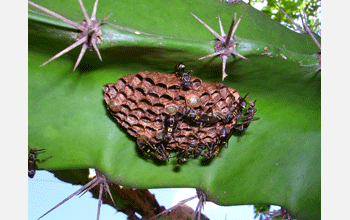 Nest of wasp species <em>Mischocyttarus immarginatus</em>
