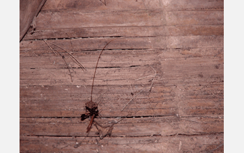 Nest of wasp species <em>Mischocyttarus labiatus</em>