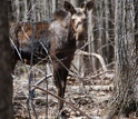 a moose behind trees