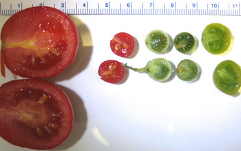 Wild tomatoes and domesticated tomatoes shown in different sizes