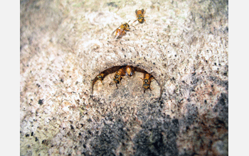 Nest of wasp species <em>Nectarinella championi</em>