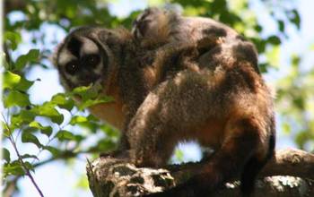 An infant owl monkey rides comfortably and well camoflaged on its father's back.