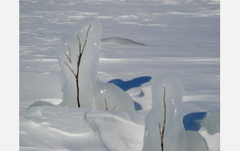 Willows encased in ice by an early winter wave splashing on the shore of Great Bear Lake